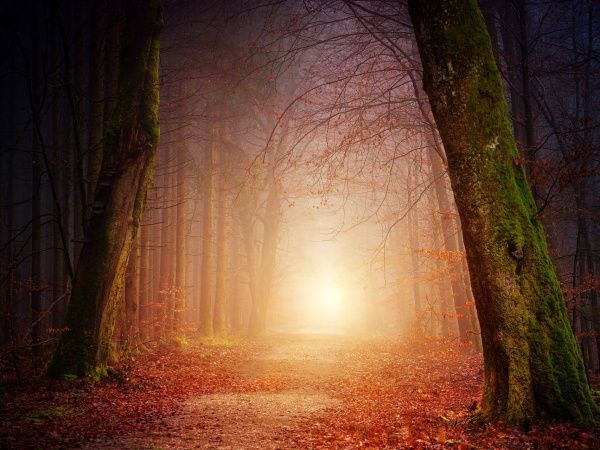 Raya dan Hutan Teka-Teki